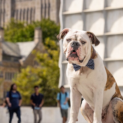 Yale鈥檚 most celebrated resident is Handsome Dan, the English Bulldog that serves as the university鈥檚 mascot. He鈥檚 often seen taking walks on campus, attending athletic events, and hanging out at his home base, the Yale Visitor Center.